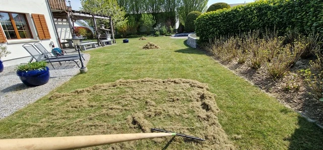Nahaufnahme eines braunen Rasens mit trockenen, unregelmässigen Stellen nach Rasenmähen im Garten